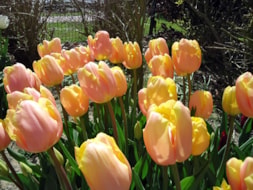 Keukenhof (47)